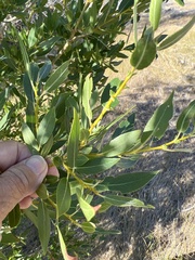 Salix lutea