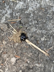 Phelotrupes formosanus