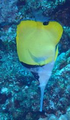 Forcipiger longirostris