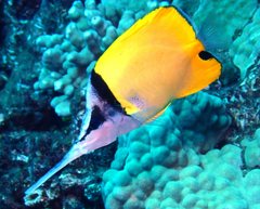 Forcipiger longirostris