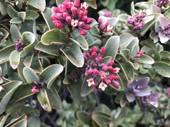 Santalum haleakalae