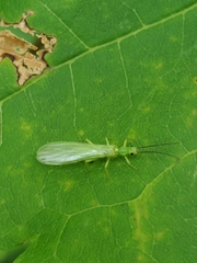 Alloperlini