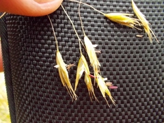 Chionochloa macra