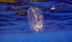 Leucothea multicornis