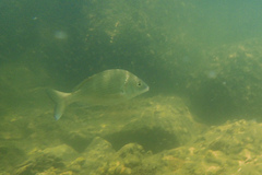 Acanthopagrus schlegelii