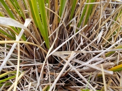 Chionochloa macra