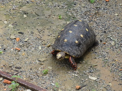 Chelonoidis carbonarius