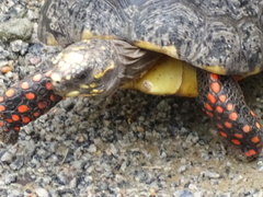 Chelonoidis carbonarius