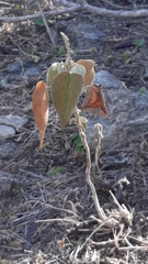 Croton lachnostachyus