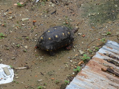 Chelonoidis carbonarius