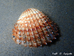 Acanthocardia aculeata