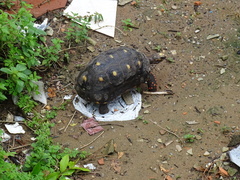 Chelonoidis carbonarius