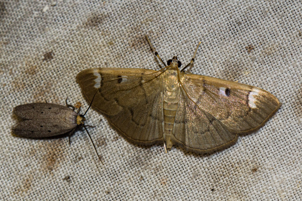 Syllepte trifidalis