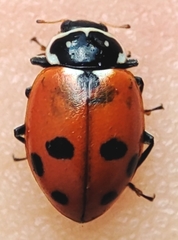 Hippodamia variegata