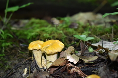 Cantharellus phasmatis