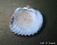 Acanthocardia aculeata