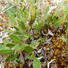 Oxytropis scammaniana