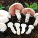 Agaricus Sect. Xanthodermatei - Photo (c) Christian Schwarz, some rights reserved (CC BY-NC), uploaded by Christian Schwarz