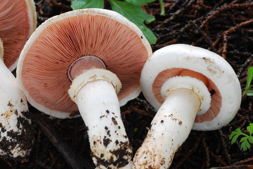 California Agaricus