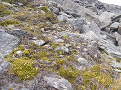 Dracophyllum muscoides