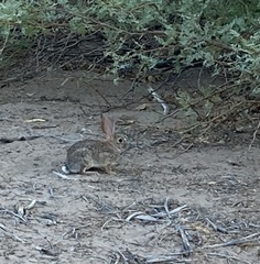 Sylvilagus audubonii