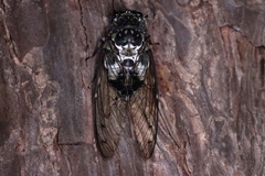 Hyalessa maculaticollis