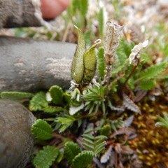 Oxytropis scammaniana