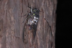 Hyalessa maculaticollis