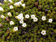 Dracophyllum muscoides