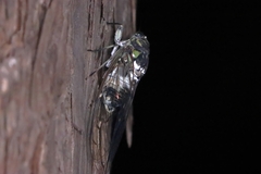 Hyalessa maculaticollis