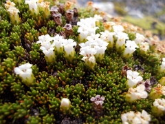 Dracophyllum muscoides