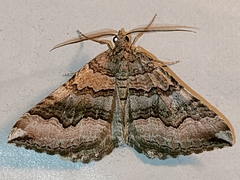 Scotopteryx coelinaria