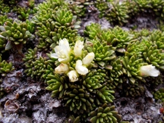 Hectorella caespitosa