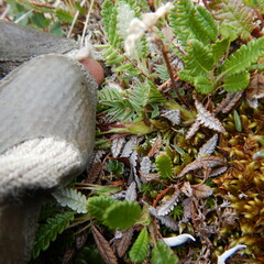 Oxytropis scammaniana