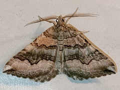 Scotopteryx coelinaria