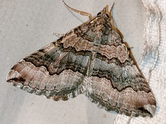 Scotopteryx coelinaria