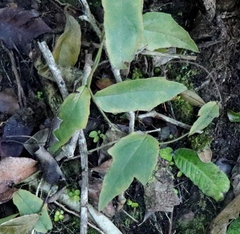 Pyrenacantha scandens