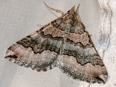 Scotopteryx coelinaria