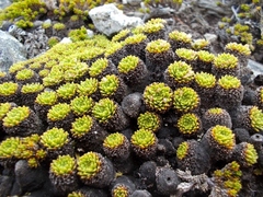 Hectorella caespitosa