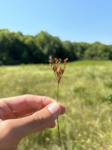 Tuftedstem rush (Juncus brachyphyllus)