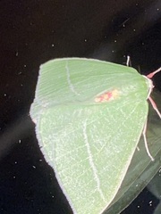 Chlorosea banksaria