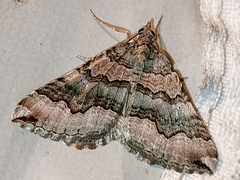 Scotopteryx coelinaria