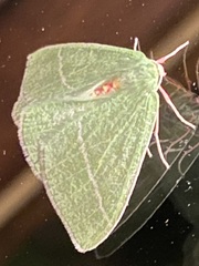 Chlorosea banksaria