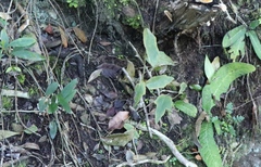 Pyrenacantha scandens