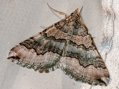 Scotopteryx coelinaria