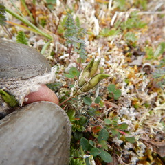 Oxytropis scammaniana