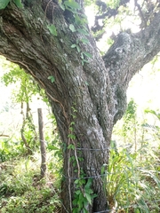 Sideroxylon celastrinum