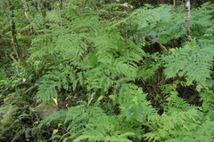 Pteris dentata