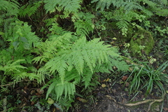 Pteris dentata