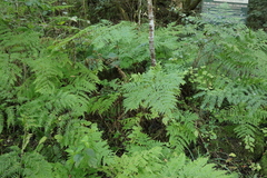 Pteris dentata